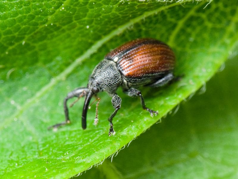 Anthonomus (Anthomorphus) phyllocola (Herbst, 1795)